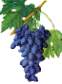 Логотип компании Анапская зональная опытная станция виноградарства и виноделия Северо-Кавказского зонального НИИ садоводства и виноградарства